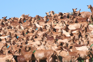 cabras de malaga